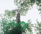 イペの木：ウッドデッキのある暮らし